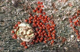 Attēlu rezultāti vaicājumam “Panonychus”