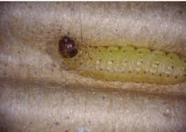 Attēlu rezultāti vaicājumam “Grapholita funebrana larva”