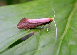 Attēlu rezultāti vaicājumam “Nematopogon sp.”