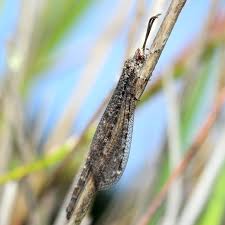 Attēlu rezultāti vaicājumam “Myrmeleontidae”