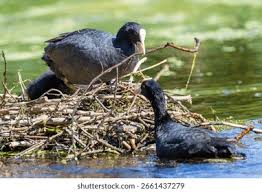 Attēlu rezultāti vaicājumam “Fulica atra adult”