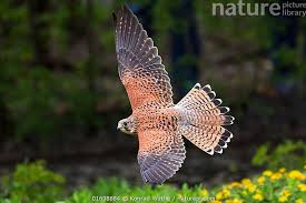 Attēlu rezultāti vaicājumam “Falco tinnunculus”