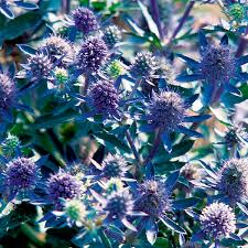 Image result for Eryngium `Blue Hobbit`