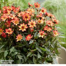 Image result for Dahlia Darkarin`