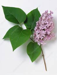 Attēlu rezultāti vaicājumam “Syringa vulgaris flower”