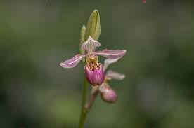 Attēlu rezultāti vaicājumam “Ophrys insectifera flower”
