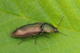 Attēlu rezultāti vaicājumam “Selatosomus aeneus”