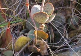 Attēlu rezultāti vaicājumam “Crassulaceae”