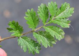 Attēlu rezultāti vaicājumam “Potentilla supina”