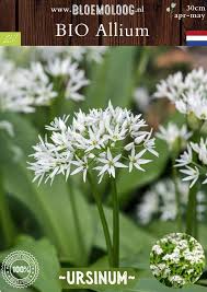 Attēlu rezultāti vaicājumam “Allium ursinum flower”