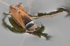 Attēlu rezultāti vaicājumam “Notonecta glauca”