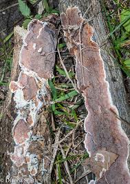 Attēlu rezultāti vaicājumam “Ceriporia”