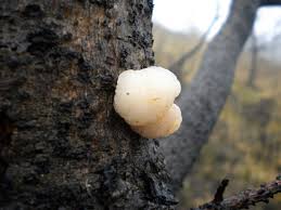 Attēlu rezultāti vaicājumam “Tremella encephala”