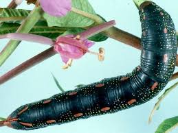 Attēlu rezultāti vaicājumam “Hyles gallii”