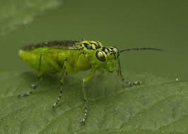 Attēlu rezultāti vaicājumam “Rhogogaster viridis”
