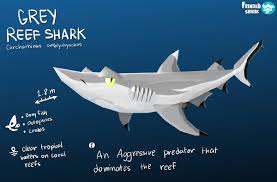 Image result for Carcharhinus amblyrhynchos