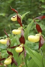Attēlu rezultāti vaicājumam “Cypripedium calceolus”