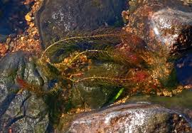 Attēlu rezultāti vaicājumam “Myriophyllum alterniflorum”