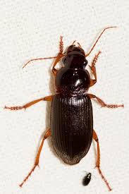 Attēlu rezultāti vaicājumam “Pseudoophonus rufipes”