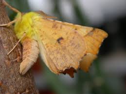 Attēlu rezultāti vaicājumam “Ennomos alniaria”