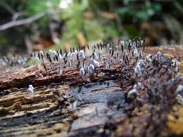 Attēlu rezultāti vaicājumam “Stemonitopsis typhina macro”