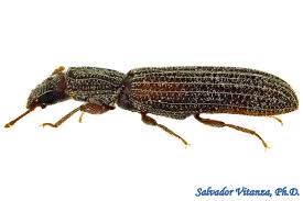 Attēlu rezultāti vaicājumam “Zopheridae”