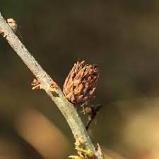 Attēlu rezultāti vaicājumam “Andricus foecundatrix”