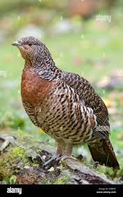 Attēlu rezultāti vaicājumam “Tetrao urogallus”