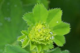 Attēlu rezultāti vaicājumam “Alchemilla subcrenata  flower”