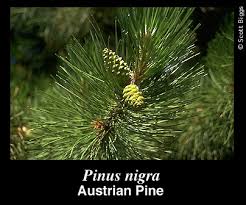 Attēlu rezultāti vaicājumam “Pinus nigra fruit”