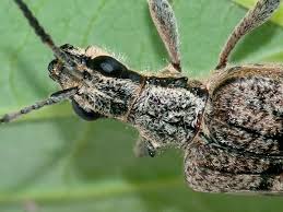 Attēlu rezultāti vaicājumam “Rhagium inquisitor”