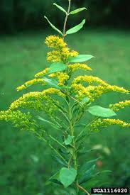 Attēlu rezultāti vaicājumam “Solidago canadensis flower”