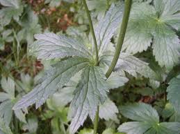 Attēlu rezultāti vaicājumam “Astrantia major leaf”