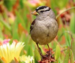 Image result for Zonotrichia leucophrys