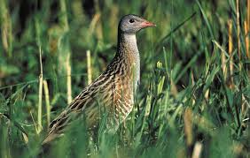 Attēlu rezultāti vaicājumam “Crex crex eggs”