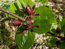 Attēlu rezultāti vaicājumam “Calycanthus floridus”