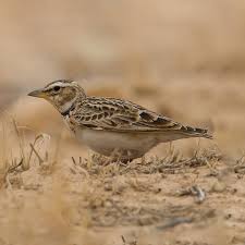 Image result for Melanocorypha bimaculata