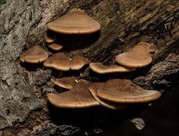 Attēlu rezultāti vaicājumam “Lentinellus ursinus”