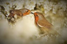 Attēlu rezultāti vaicājumam “Erithacus rubecula eggs”