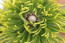 Attēlu rezultāti vaicājumam “Pinus mugo male flower”