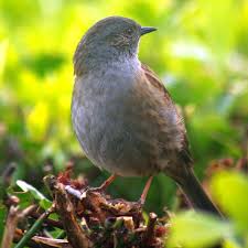 Attēlu rezultāti vaicājumam “Prunella modularis adult”