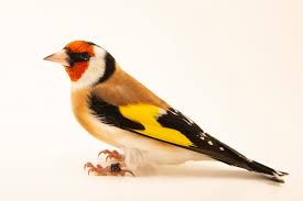Attēlu rezultāti vaicājumam “Carduelis carduelis”