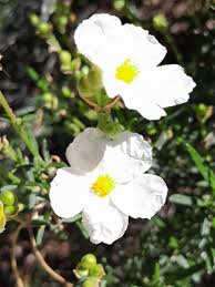 Attēlu rezultāti vaicājumam “Cistaceae”