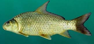 Image result for Carpiodes carpio