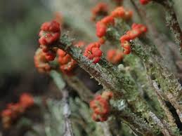 Attēlu rezultāti vaicājumam “Cladonia floerkeana”