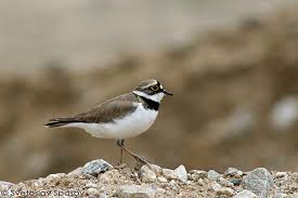 Attēlu rezultāti vaicājumam “Charadrius dubius adult”