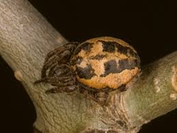 Attēlu rezultāti vaicājumam “Larinioides cornutus female”