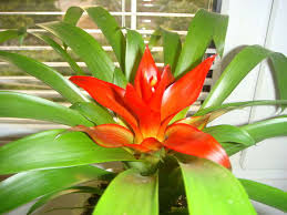 Картинки по запросу гусмания