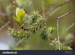 Attēlu rezultāti vaicājumam “Salix pentandra flower”