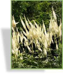 Image result for Silberkerze